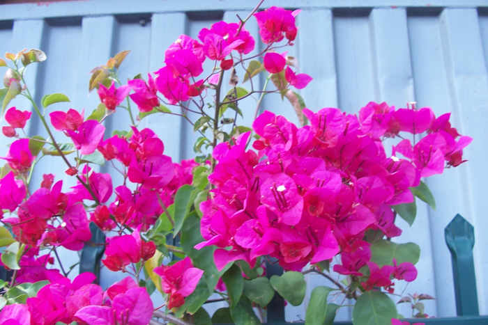 During summer months bougainvilleas make a lovely display,they flower non-stop and grow new shoots profusely.