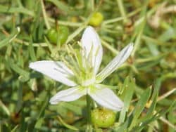 Syrian Rue is a flowering plant that causes intoxication much like drunkenness with the added effect of hallucinations.