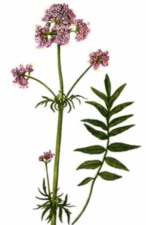 Valerian root has a catnip-like effect on both cats and rats and can be used to treat insomnia in people.