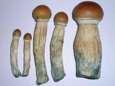 Stropharia cubensis is one of several mushroom varieties that cause hallucinations when ingested and has been used by ancient cultures for divination.