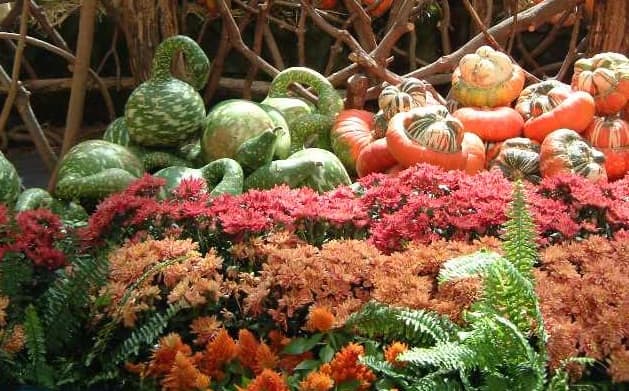 Harvest vegetables like gourds and squash and autumn flowers are suitable for table centerpieces and altar or hearth displays.