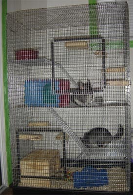 After chewing the platic pieces off their first cage, I had to upgrade to a Martin's Cage, that is all wire.
