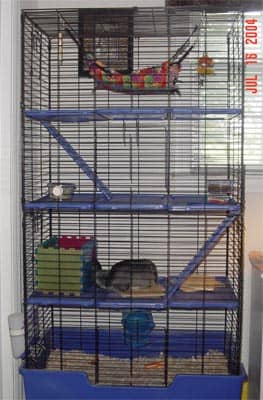 My first upgraded chinchilla cage. It's a Ferret cage. Cages with plastic ledges and parts should be used with caution.