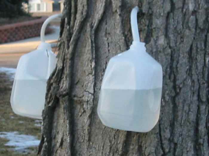Sugar maple sap collected in recycled plastic gallon milk jugs in Michigan, USA.
