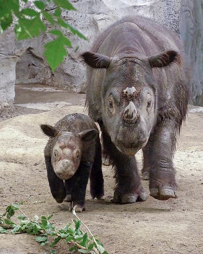 Cincinnati Zoo - Emi the Sumatran Rhino with her unprecedented third calf "Harapan" ( male) .