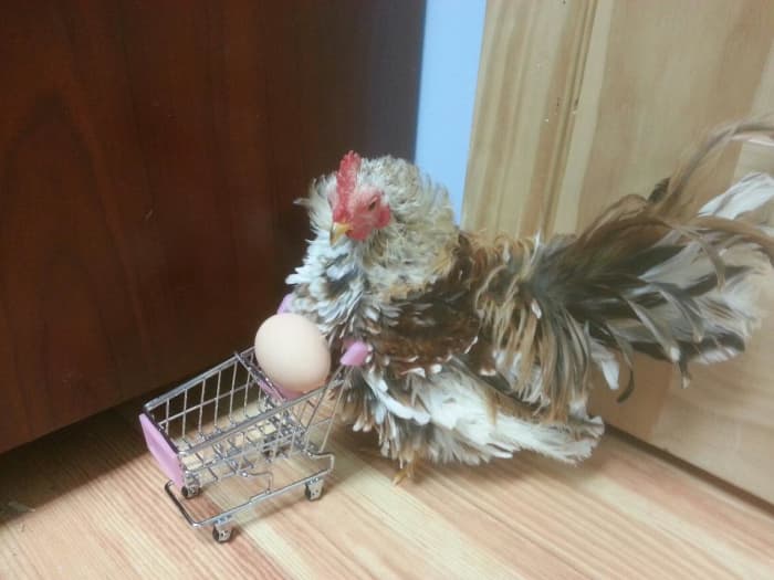 Hey, if I was a hen little Popcorn here would probably be a real stud muffin. Just look how he takes care of his babes.