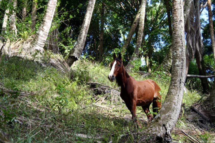 As prey animals, a horse's only defense is to flee to safety