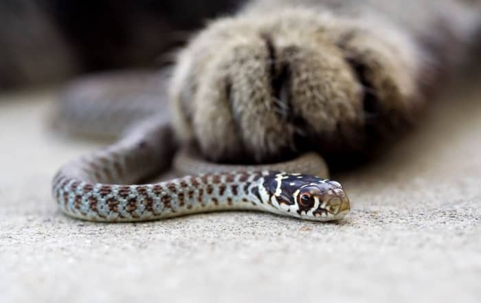 Yes, the snake was killed and the cat whack snapped a photo.