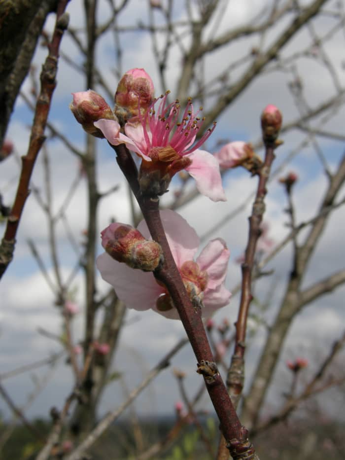"The last words Alina could recall hearing her mother say were âoh myâ as she gazed at the dogwoods in the fullness of their season, pink and delicate with blooms pointing toward a sky of brilliant blue."