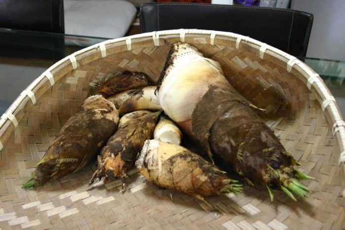 Bamboo shoots or bamboo sprouts