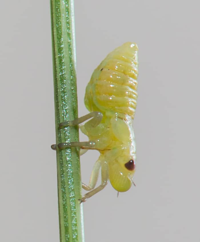 Aww, this guy may be cute, but he is a spittle bug. He will literally spit all over your rosemary. But you can get rid of spittle bugs with a garlic spray insecticide,