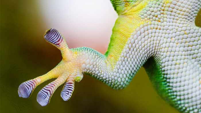 25 Most Amazing and Unusual Animal Abilities and Behaviors - HubPages