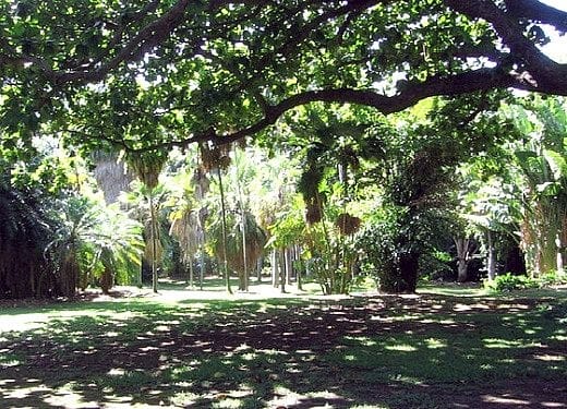 Royal palms are highlighted by the sunlight and banana trees are off to the right. The tree we are walking under is a Monkey Pod Tree.