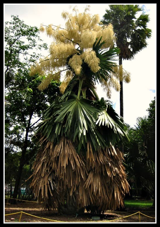 Talipot Palms only flower once then die. This palm tree makes "Nature's Biggest Bouquet" & is the world's largest inflorescence! Its leaves are 10 ft. long and up to 16 ft. wide.