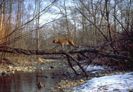 Amur leopard crossing tree in nature reserve Kedrovaya Pad (Yury Shibnev)