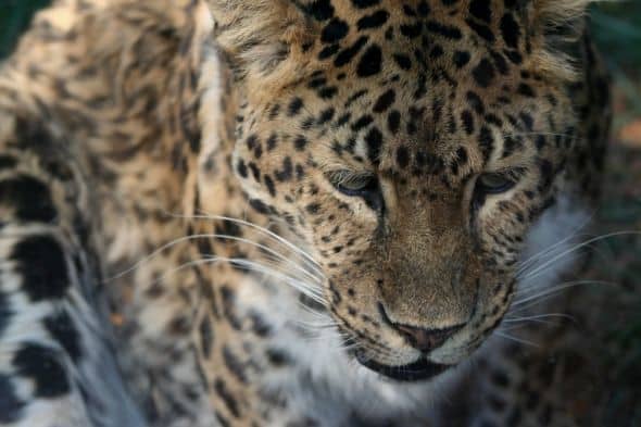 Amur leopard photo by Linda Hoxie