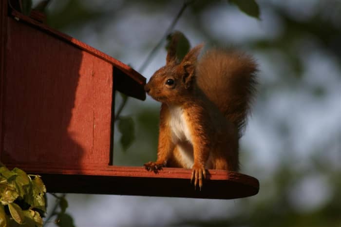 Red squirrel feeding at sunset