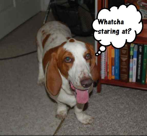 How to Potty Train a Basset Hound PetHelpful