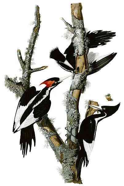 Ivory Bills - Notice that the female has a black crest unlike the female Pileated Woodpecker's red crest.(Drawing by James Audobon at Wikimedia Commons)