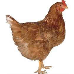 Chicken Breeds: Sex Link, Red Star, and Black Star; Color Sexing - HubPages