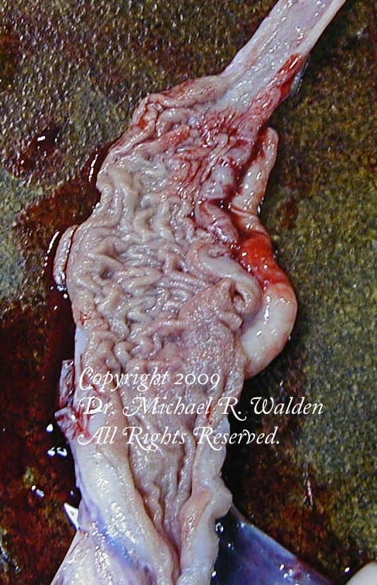 Stomach of Elaphe obsoleta lindheimeri. Note the increased rugal folding from proliferative gastritis.