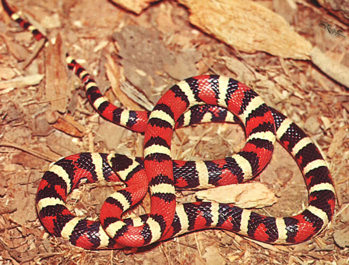 Scarlett King Snake. This color version of the King Snake is quite often confused with the coral snake.