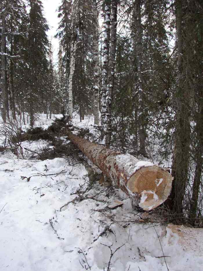 How to use a Chainsaw in Snow & Cold Weather HubPages