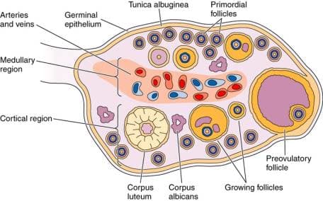 Understanding Ovarian Cancer, What Causes It, Different Type Of Ovarian ...