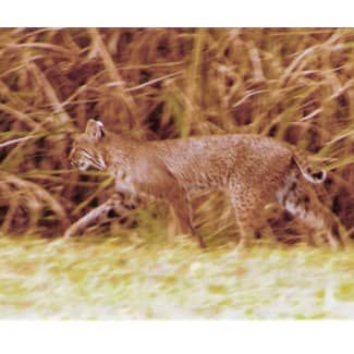 We've seen ones like this on the golf course 3 or 4 times. I never get my camera out in time. They quickly disappear into the brush.
