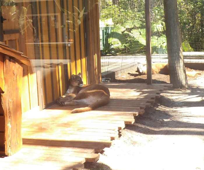 Here's one in captivity at Gatorland in Kissimmee, Florida. They are quite large cats.