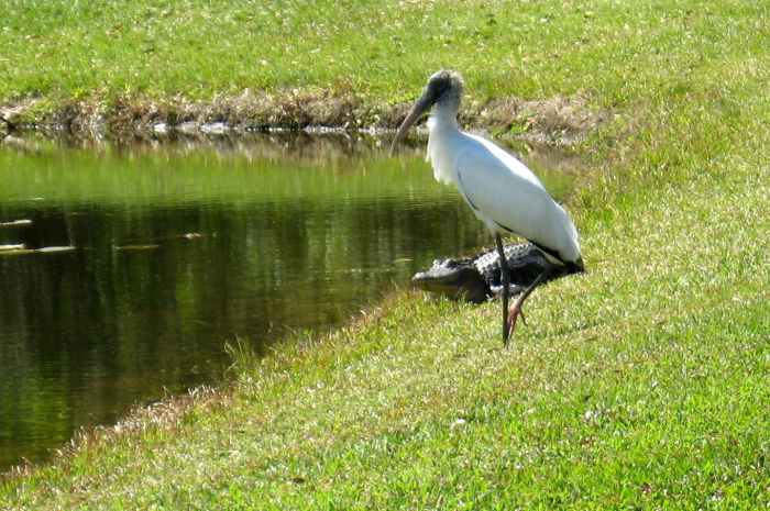 I'm amazed sometimes by how close the birds get to alligators. Maybe they count on being able to take flight and avoid the lunge of a gator. We did see an alligator with a vulture in its jaws once, so they can catch an unwary bird.