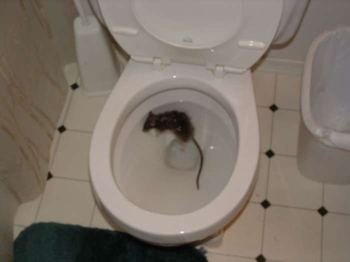 Eek! There's a Rat in My Toilet! HubPages