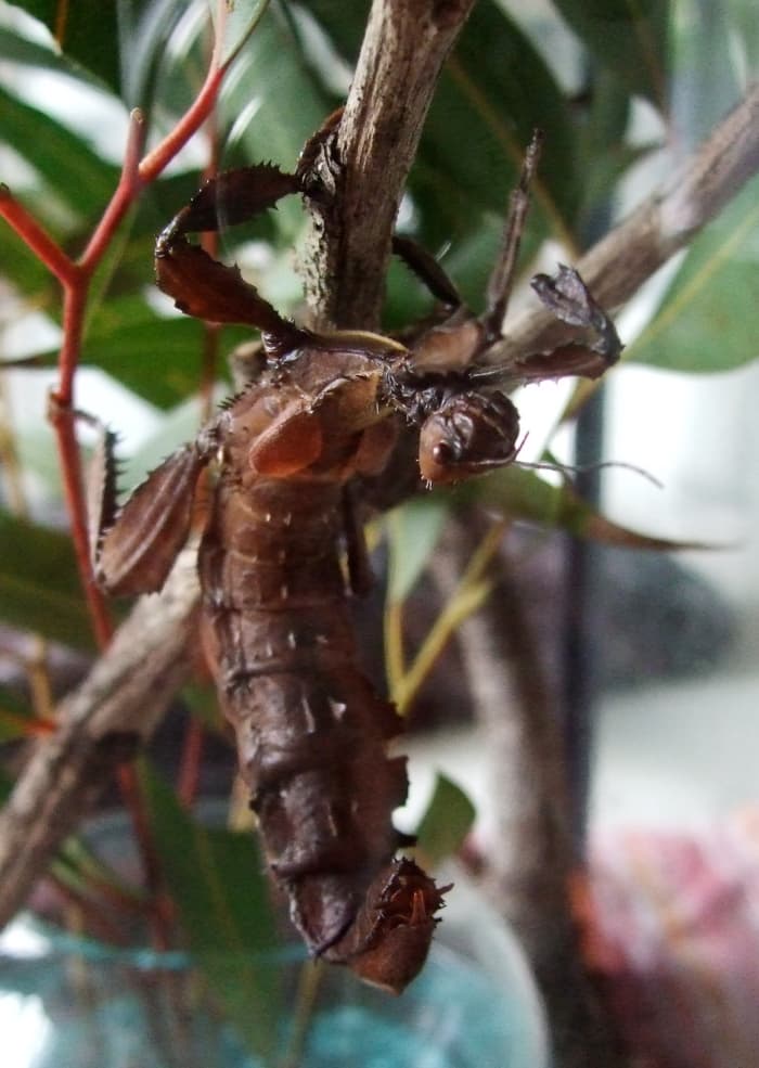 Keeping Spiny Leaf Insects as Pets Phasmid Facts and How to Care for These KidFriendly Bugs