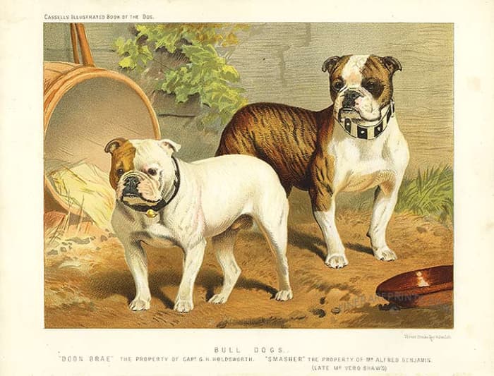 This original antique print is from the renowned "The Book of The Dog". Published in London in 1881 by Cassells. Image courtesy of Wiki Commons