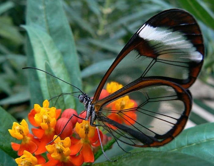 South American species with transparent window wings.