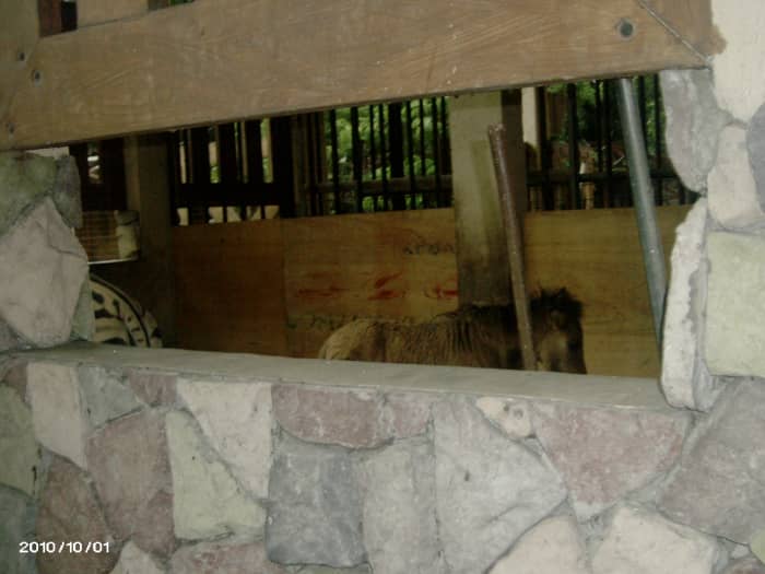 the new enclouse that used to house the giraffe, eating inside the quarter are Zebra and a Mini horse