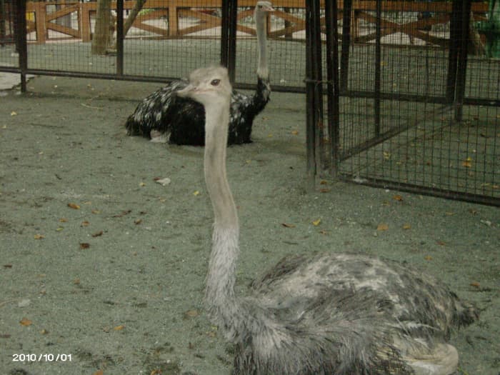 Ostrich in entirely different enclosure. the Old ostrich is it possible that she was the one in my background in my 1972 picture?