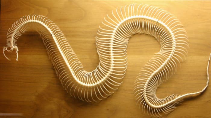 Snake's Skeleton - A snake does have bones and its skeleton consists of the skull, vertebrae, ribs, and some vestigial remnants of the limbs