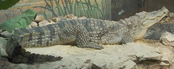 Nile Crocodile kills more people than any other animal. Image Credit: Derek Ramsey, Wikimedia Commons, GNU Free License
