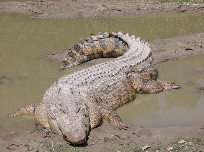 Salt Water Crocodile - the largest crocodile in the world. Image credit: Molly Ebersold, Wikimedia Commons, GNU Free License