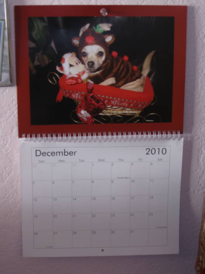 Chika' chihuahua calenders adorne the walls and desks in our home and the homes and offices of relatives.