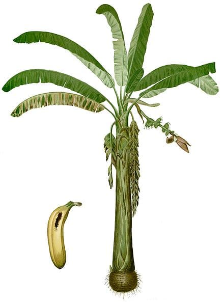 Banana 'tree' (Musa acuminata Colla (AA Group) cv. 'Lacatan') illustration from the 1880 book Flora de Filipinas by Francisco Manuel Blanco, source: Wikipedia