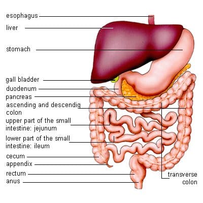 Every Organ Tells a Story 3: A History of Anatomical Terms - HubPages