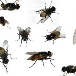 What Happens If You Swallow A Fly ?- Tips on flies. - HubPages