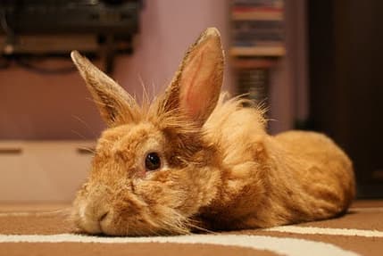 Bunny rabbit often lay their head down flat on the ground when they are tired or just want to rest themselves.