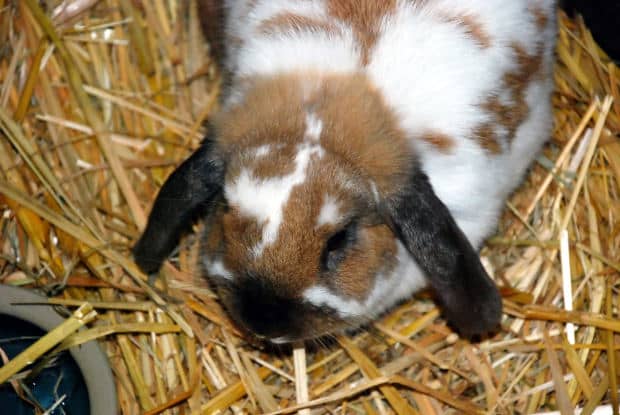 When feeding your bunny rabbit, give them plenty of hay and water. Give them enough pellets each day to help keep their digestive system in good working order.