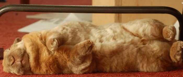 When bunny rabbits are exhausted and feel safe in their surrounding, you will often see them sleep this way. They fall over on their side like they have collapsed.