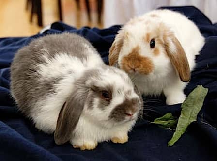 Baby Holland lop rabbits