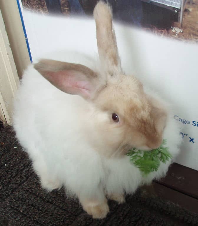 White Angora Rabbit