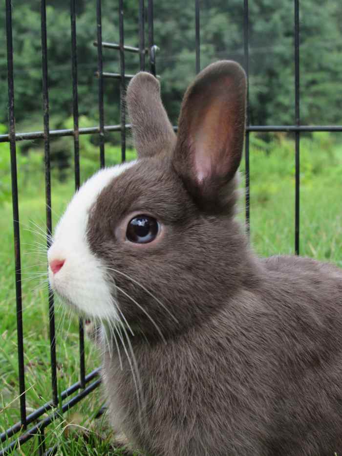 Tips on What to Expect If You Are Getting a Bunny Rabbit as a Pet What